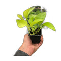 Pothos 'Neon' – view 5