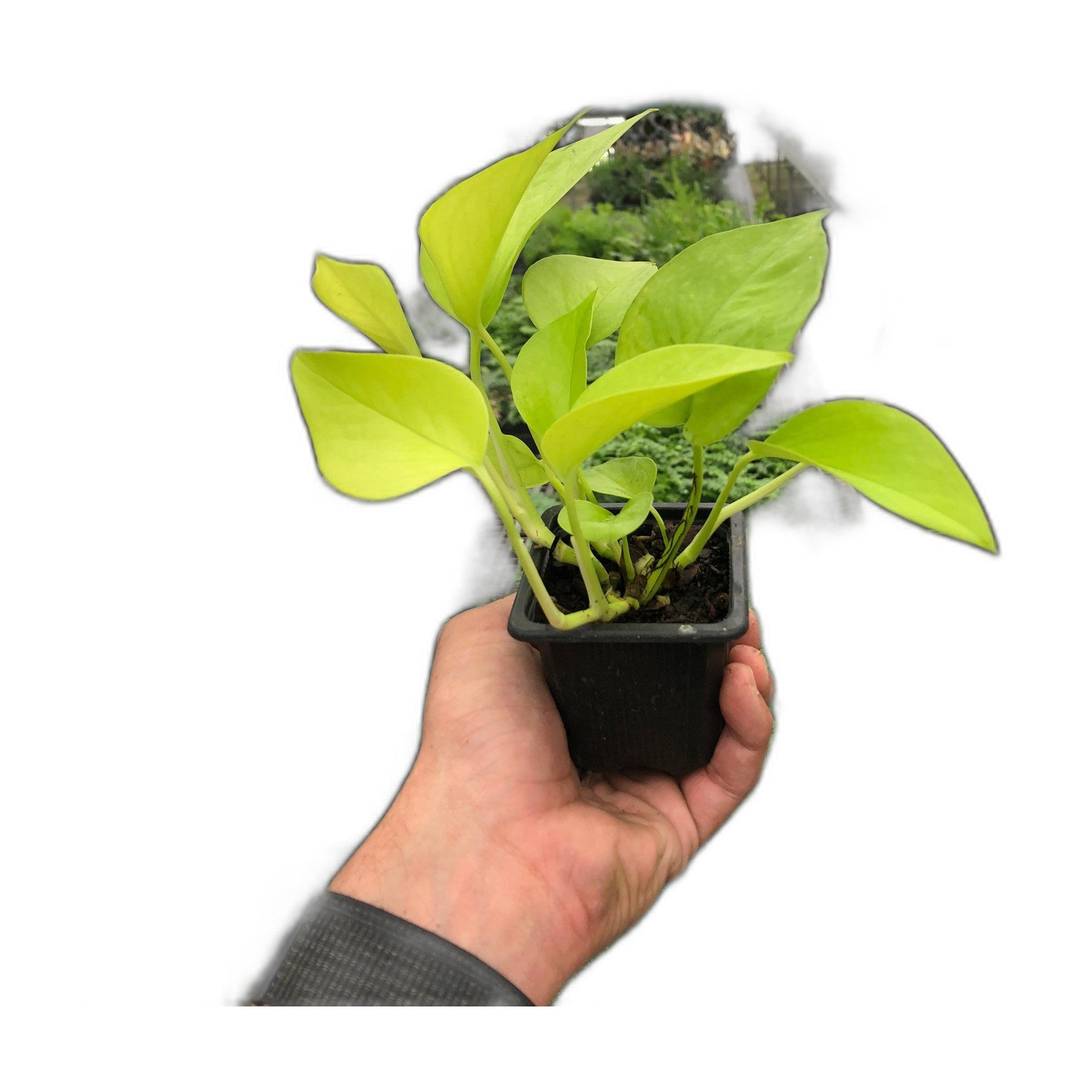 Pothos 'Neon' – view 5