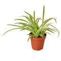 Spider Plant Reverse Live Plant – 4" Nursery Pot