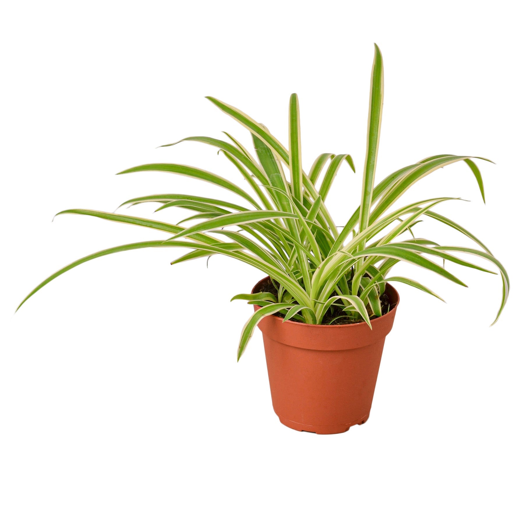 Spider Plant Reverse Live Plant – 4" Nursery Pot