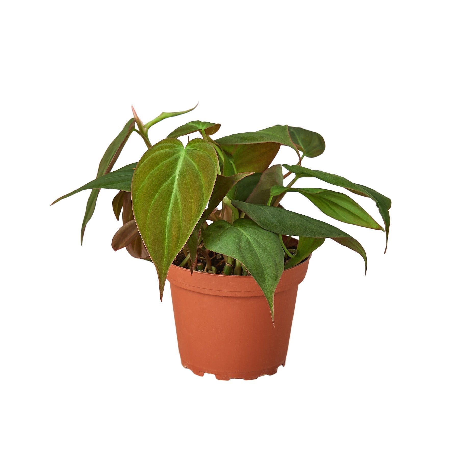 Philodendron 'Velvet' Live Plant – 4" Nursery Pot