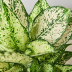 Chinese Evergreen 'First Diamond' – view 3