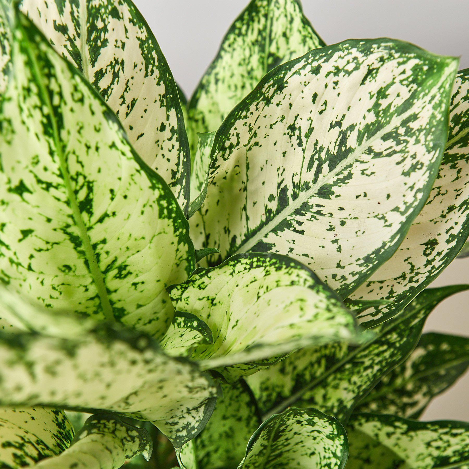 Chinese Evergreen 'First Diamond' – view 3