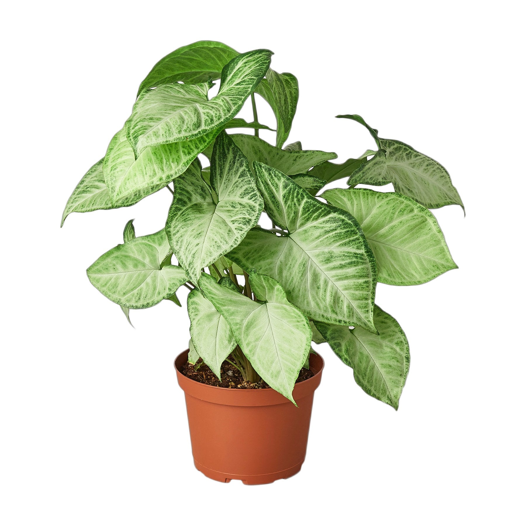 Syngonium White Butterfly
