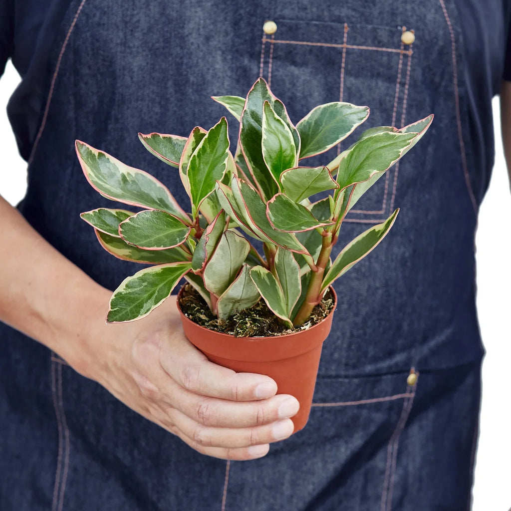 Peperomia 'Ginny' – view 3