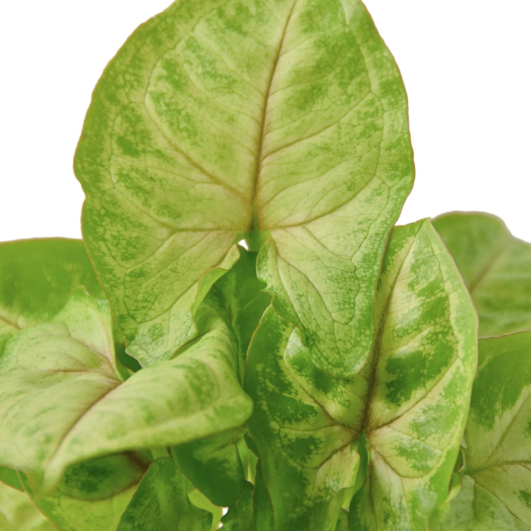 Syngonium Gold – view 2