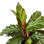 Calathea Rufibarba 'Furry Feather' – view 2