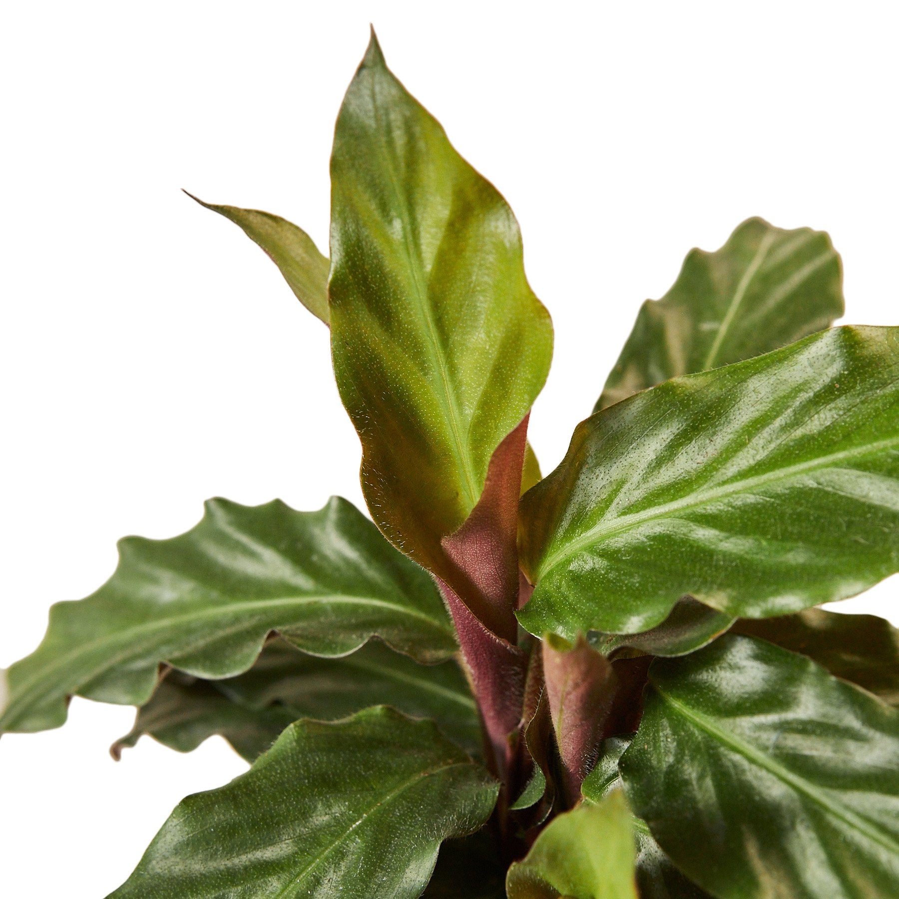 Calathea Rufibarba 'Furry Feather' – view 2