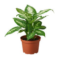 Dieffenbachia 'Tropic Snow'