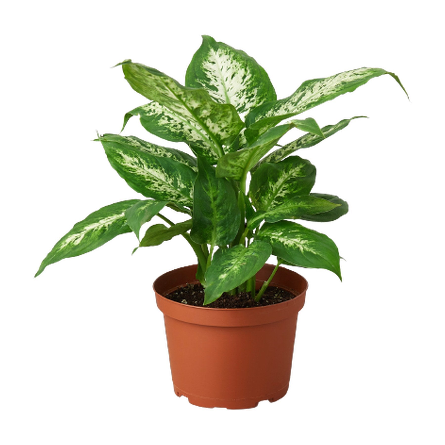 Dieffenbachia 'Tropic Snow'