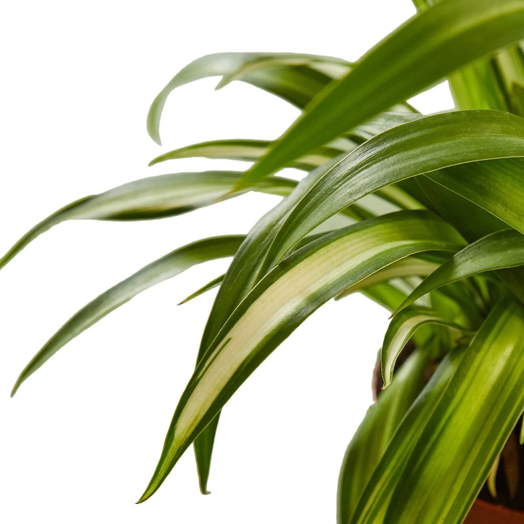 Spider Plant Hawaiian – view 2