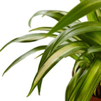 Spider Plant Hawaiian – view 2