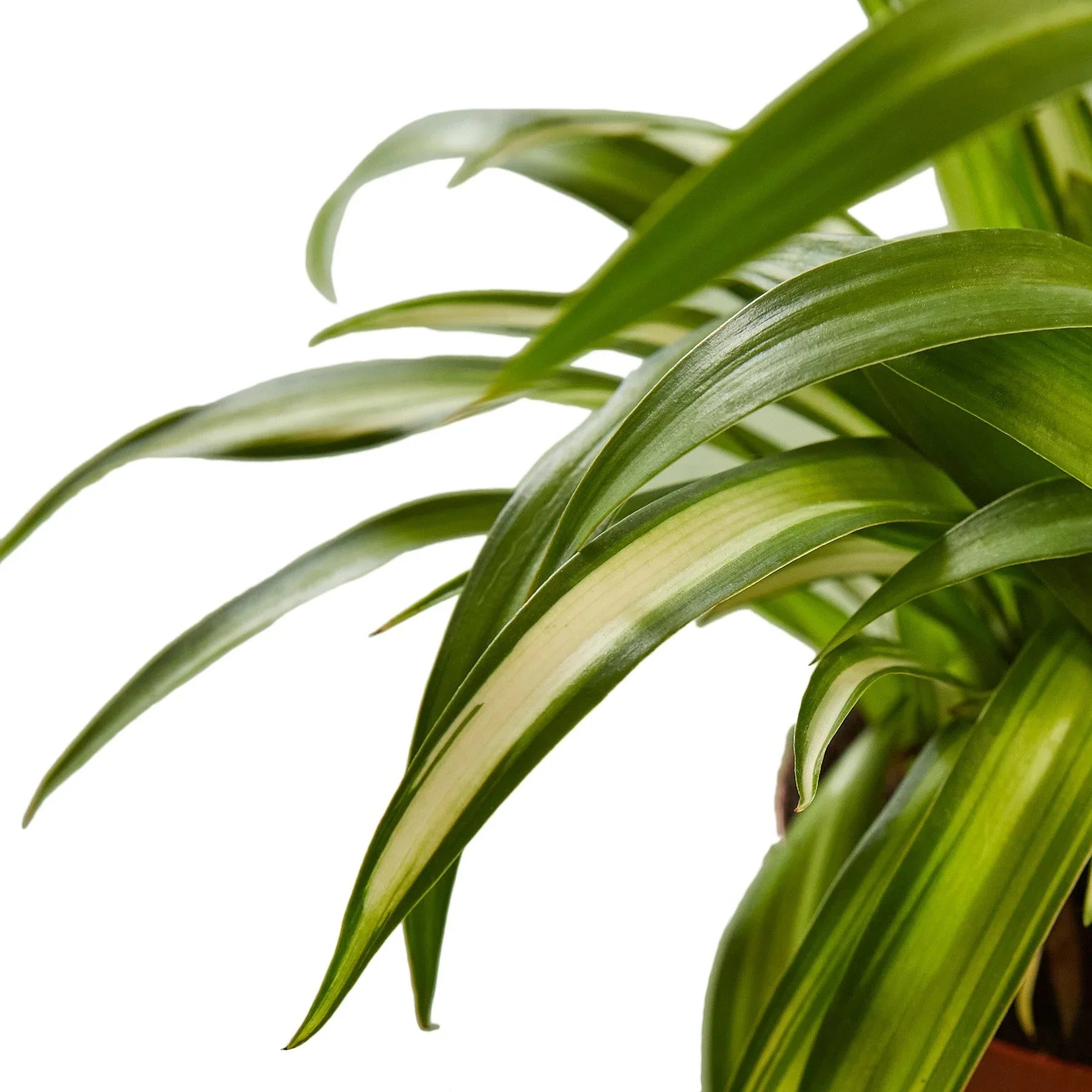 Spider Plant Hawaiian – view 2