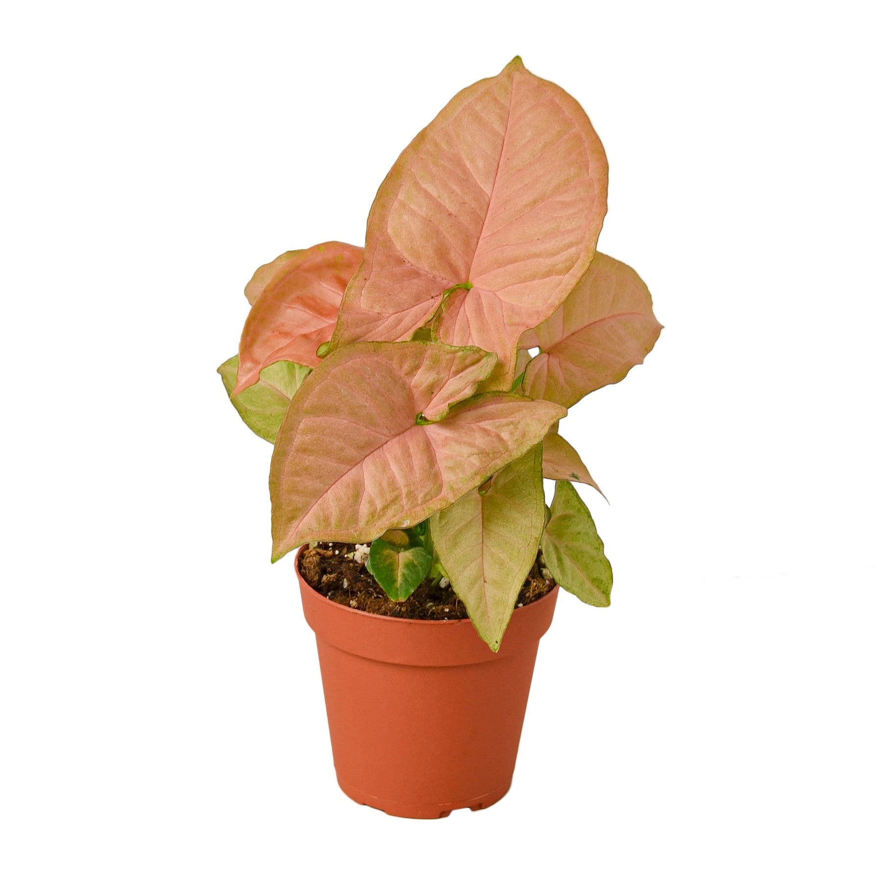 Syngonium Strawberry Live Plant – 4" Nursery Pot
