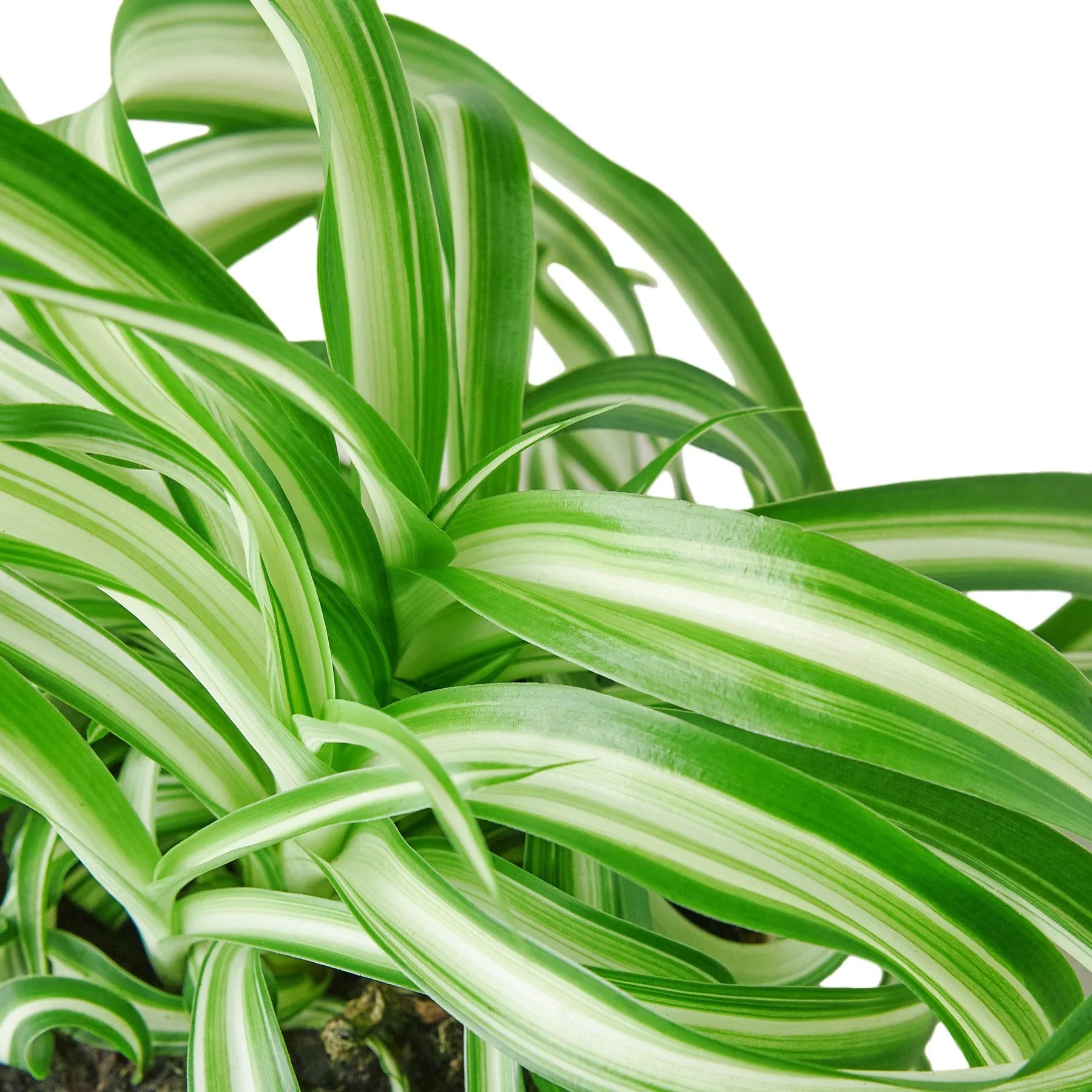 Spider Plant 'Bonnie' – view 2