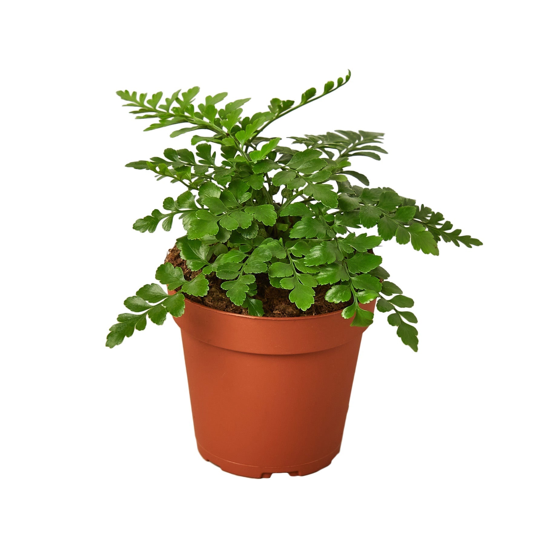 Austral Gem Fern Live Plant – 4" Nursery Pot