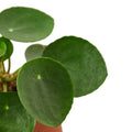 Pilea Peperomioides 'Chinese Money' Live Plant – 6" Nursery Pot