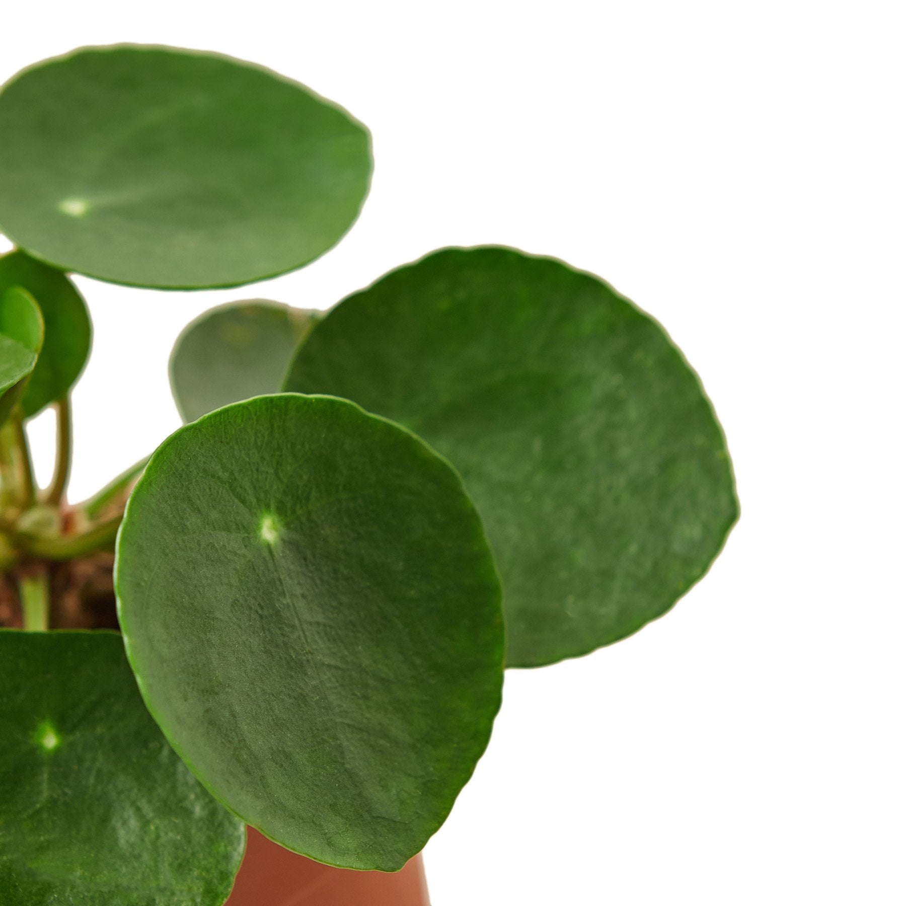 Pilea Peperomioides 'Chinese Money' Live Plant – 6" Nursery Pot