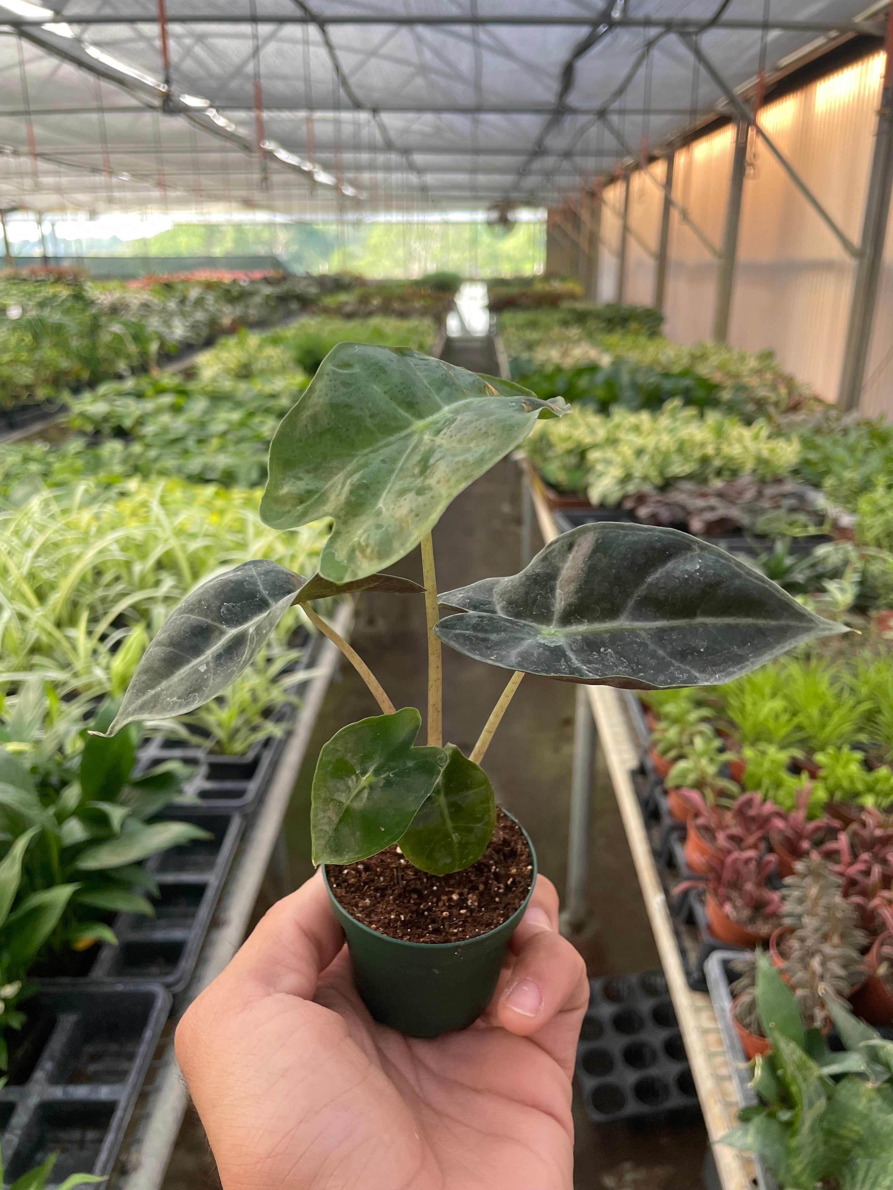 Alocasia Polly 'African Mask' – view 3