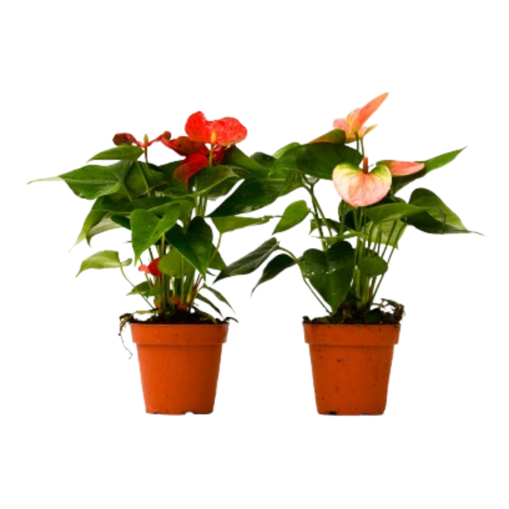 2 Anthurium Variety Pack - 4" Pots