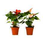 2 Anthurium Variety Pack - 4" Pots