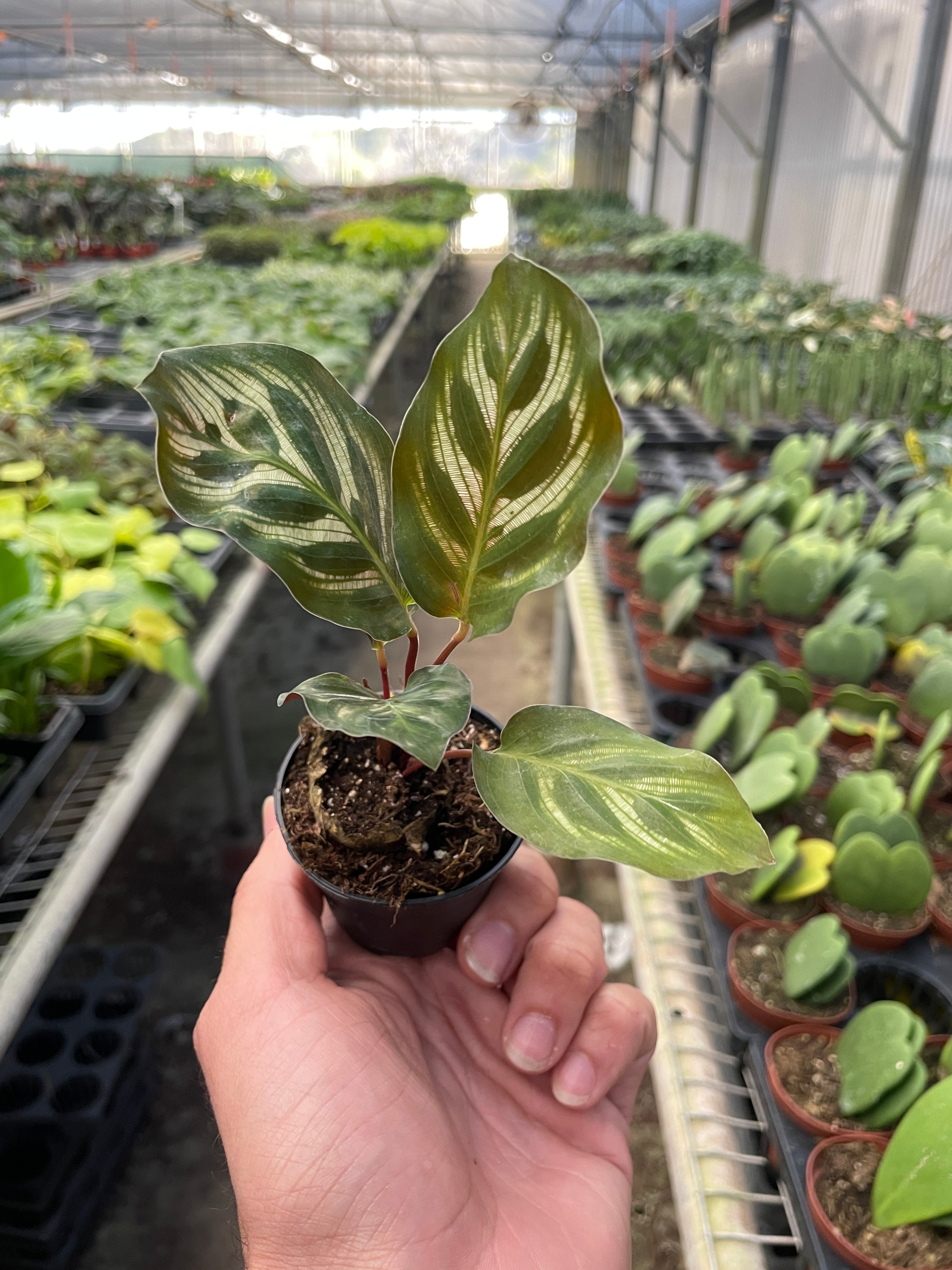 Calathea 'Makoyana' – view 5