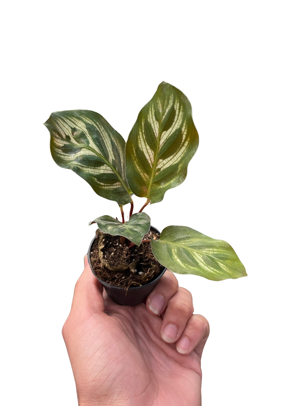 Calathea 'Makoyana' – view 2