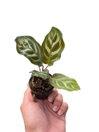 Calathea 'Makoyana' – view 2