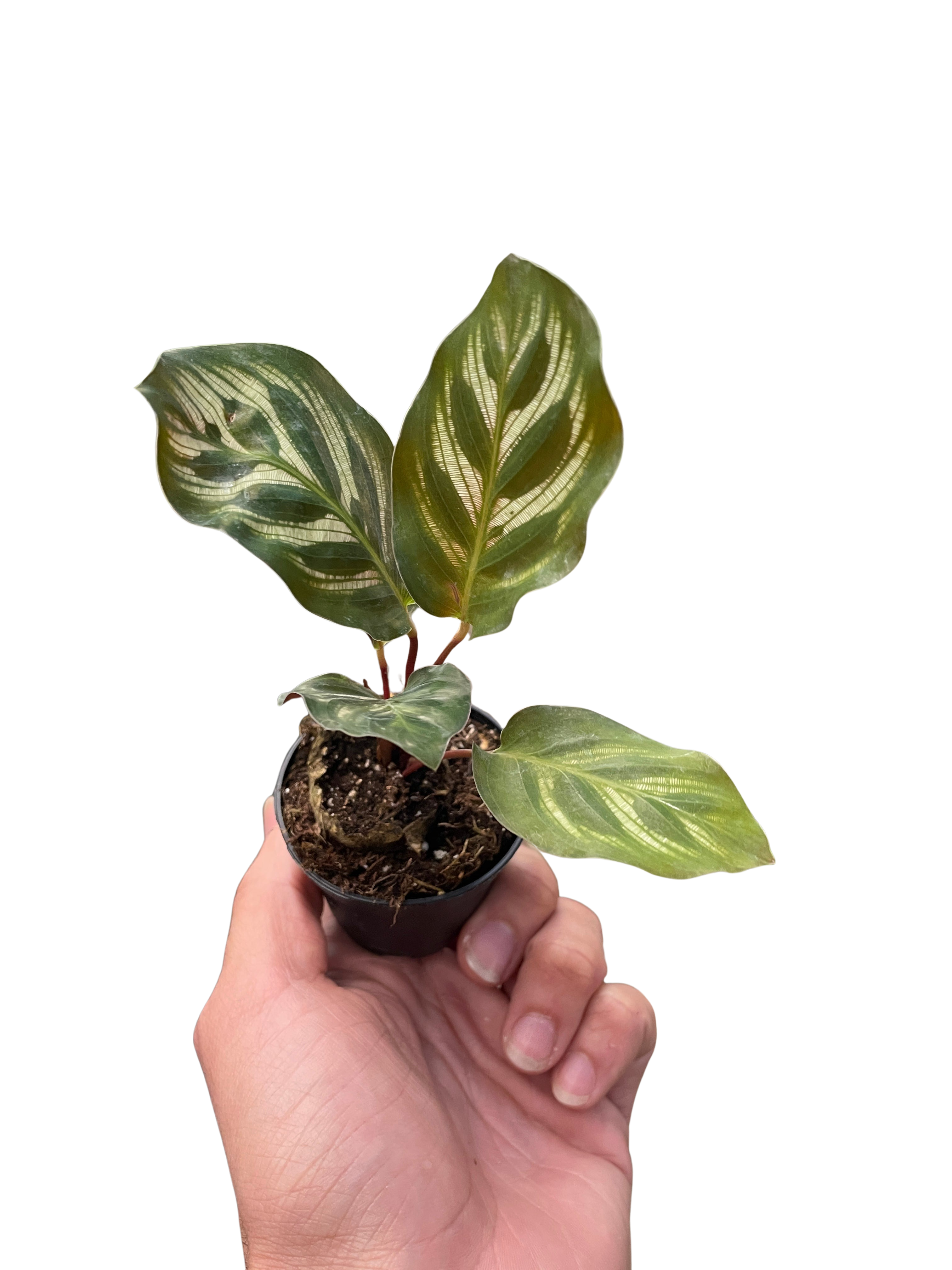 Calathea 'Makoyana' – view 2