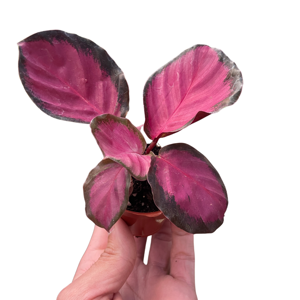 Calathea 'Purple Rose' Live Plant