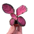 Calathea 'Purple Rose' Live Plant