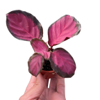 Calathea 'Purple Rose' Live Plant