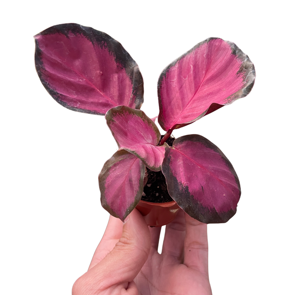 Calathea 'Purple Rose' Live Plant