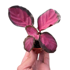 Calathea 'Purple Rose' Live Plant