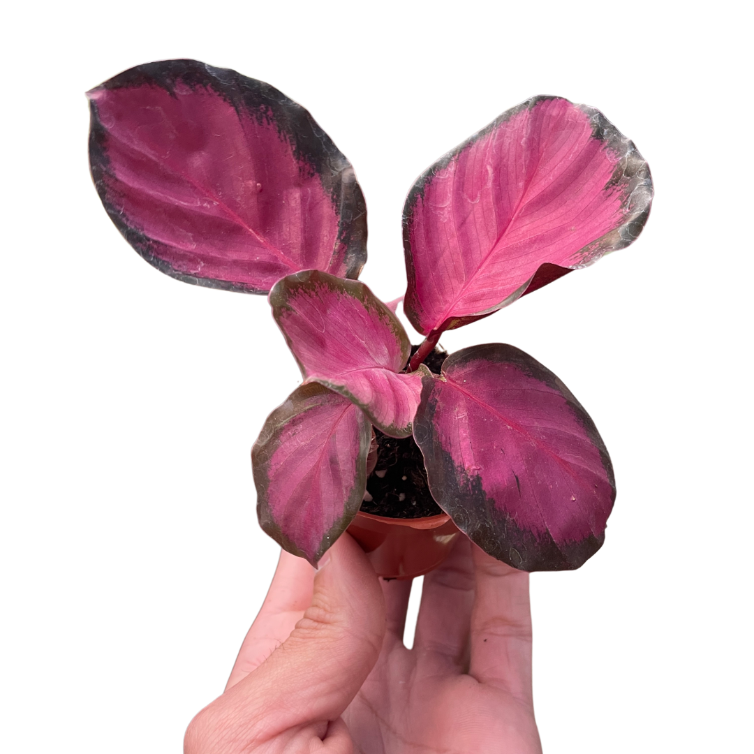 Calathea 'Purple Rose' Live Plant