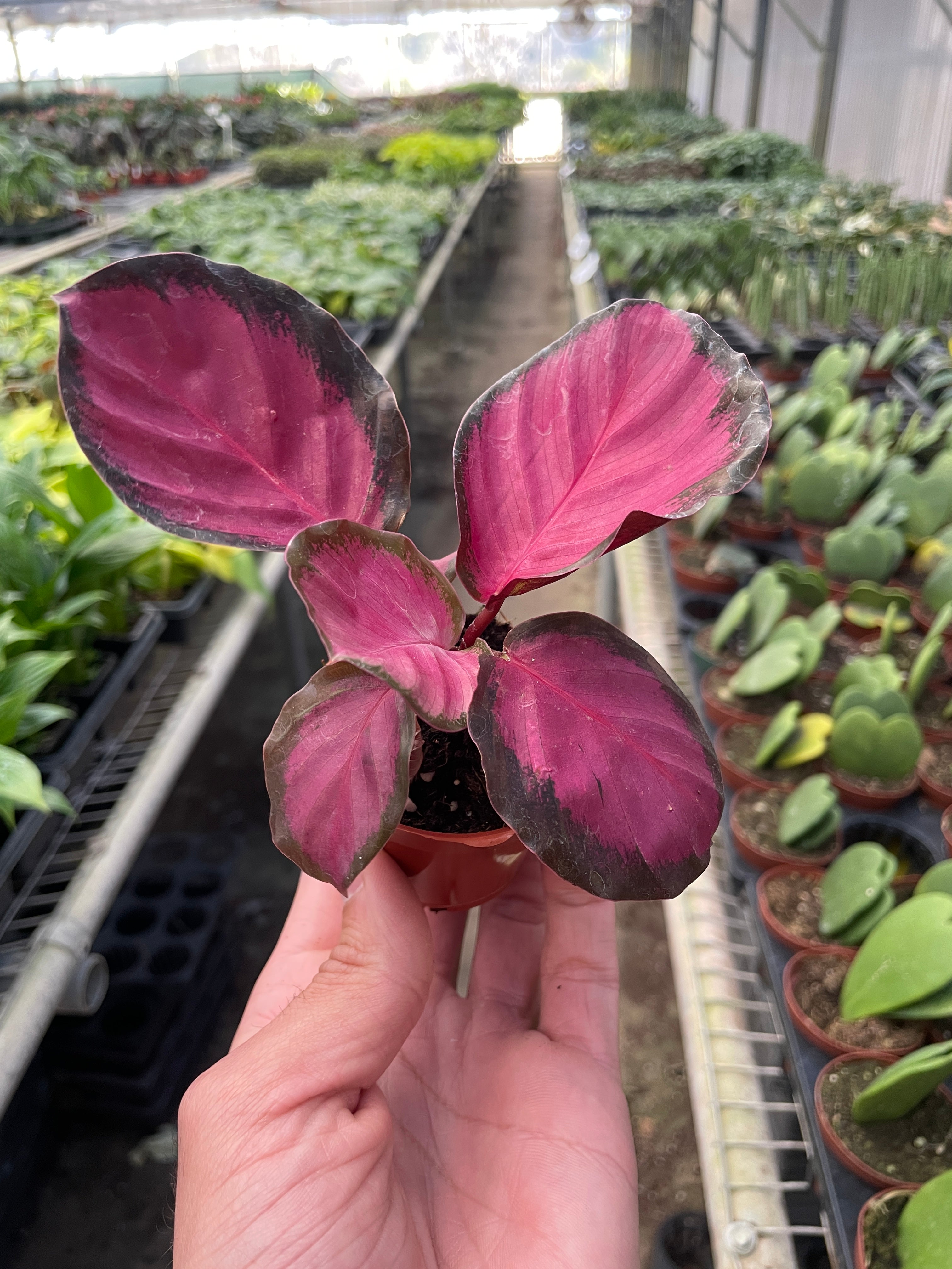 Calathea 'Purple Rose' Live Plant