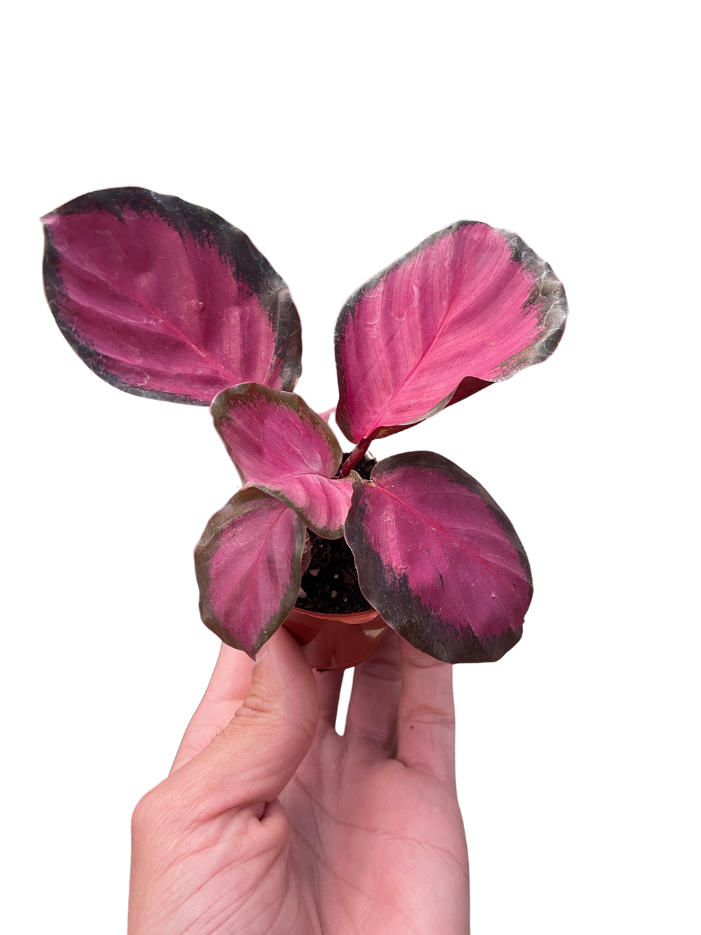 Calathea 'Purple Rose' Live Plant