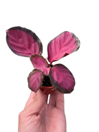Calathea 'Purple Rose' Live Plant