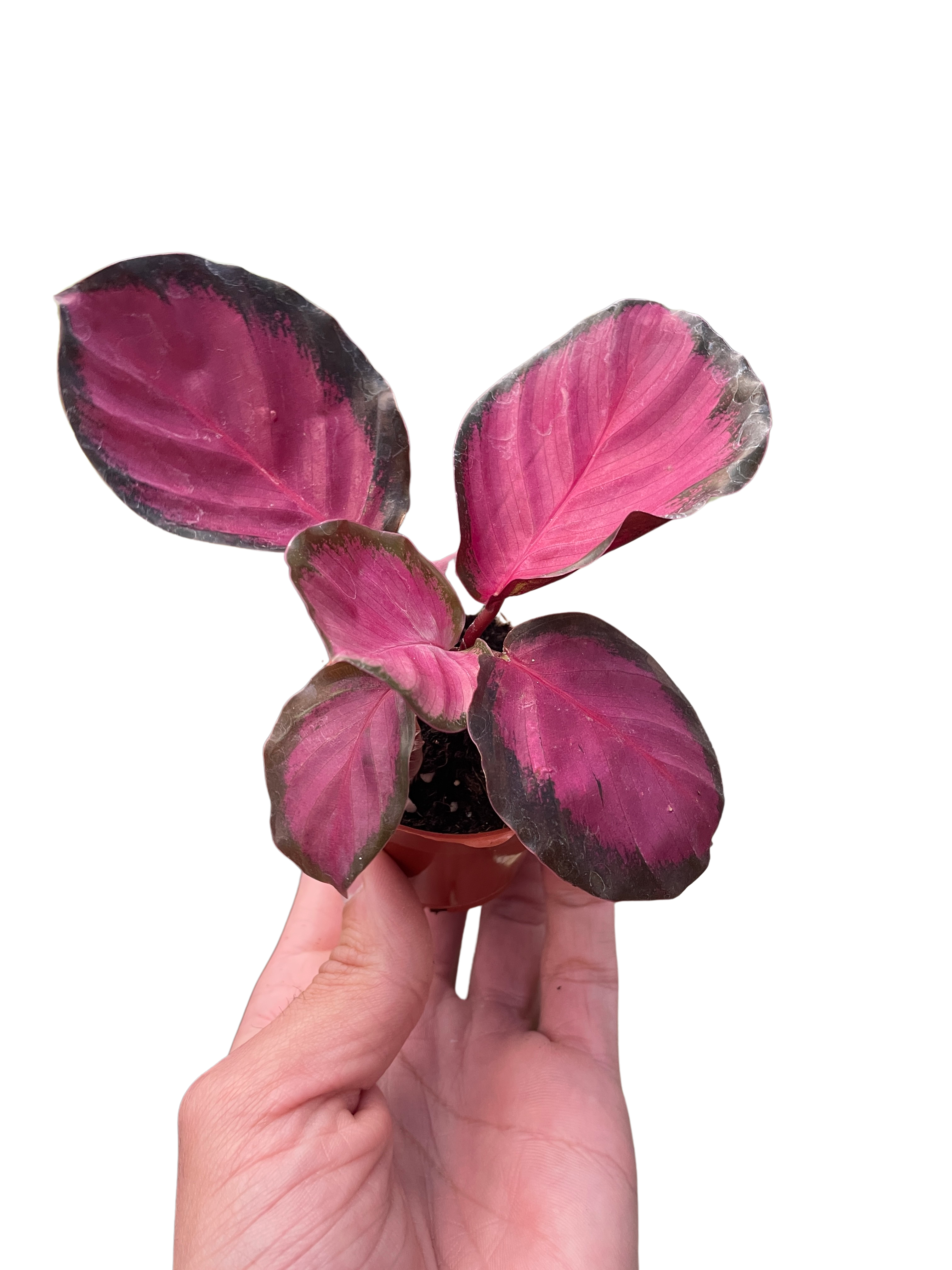 Calathea 'Purple Rose' Live Plant