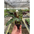 Calathea Lancifolia 'Rattlesnake' – view 5