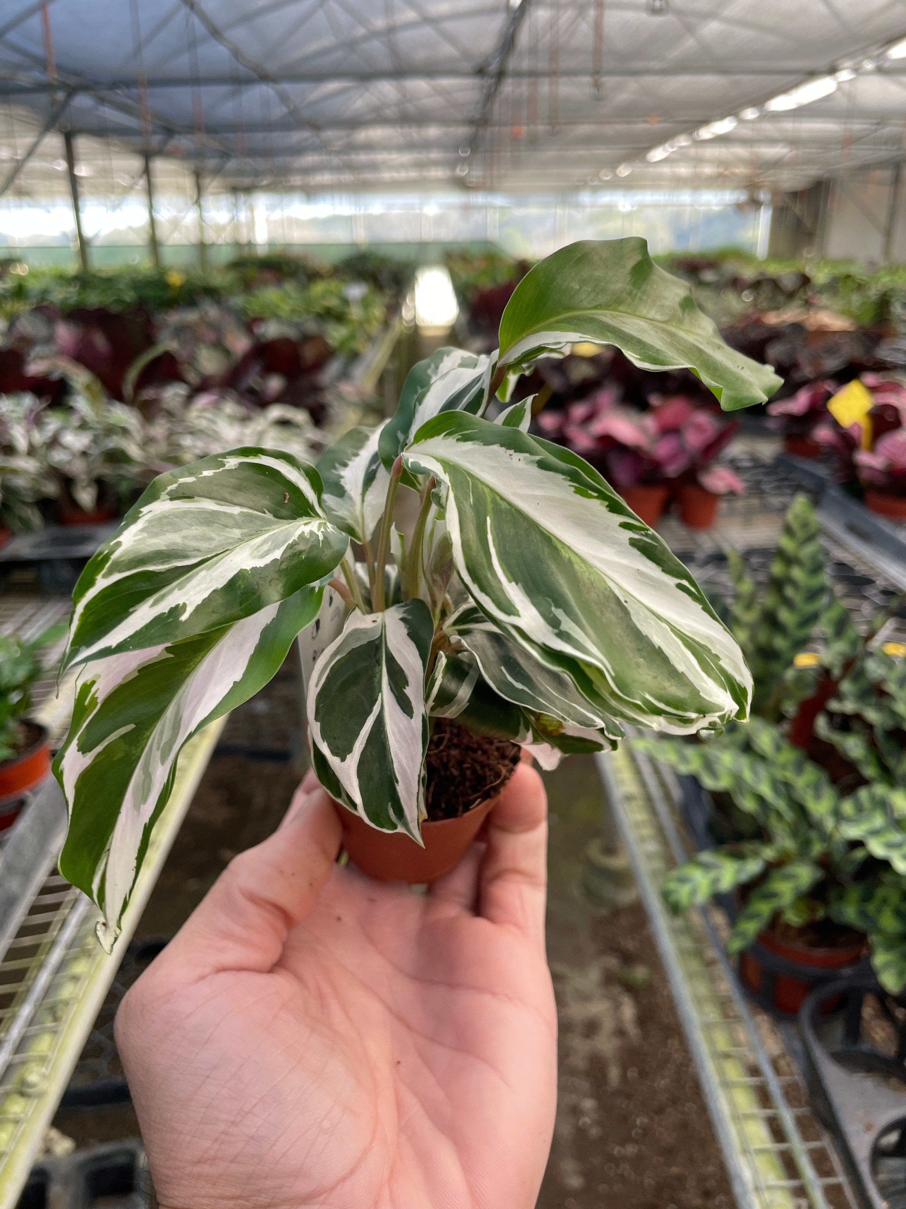 Calathea 'White Fusion' – view 3
