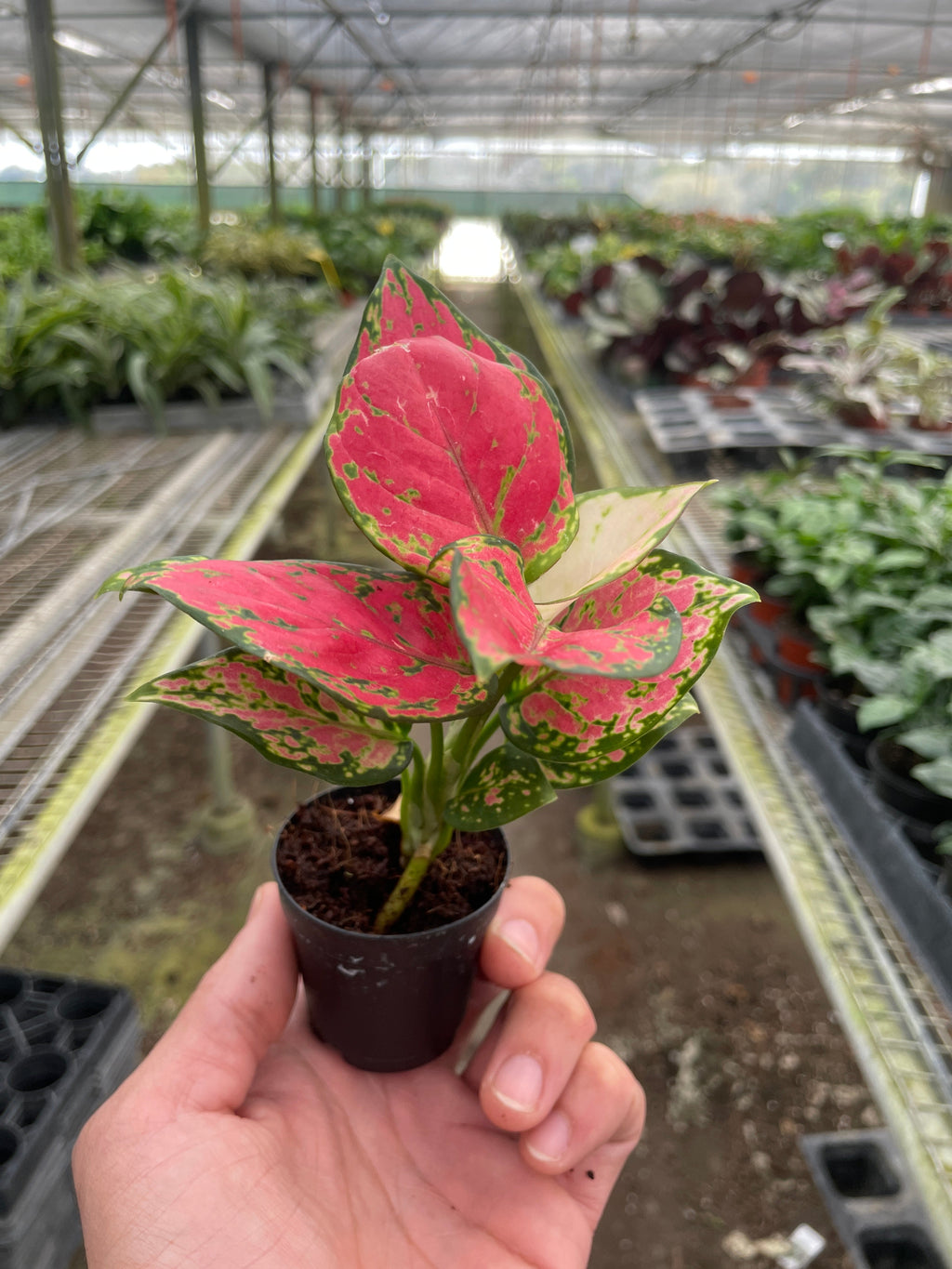 Chinese Evergreen 'Lady Valentine' – view 6