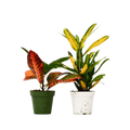 2 Croton Variety Pack - 4” Pots