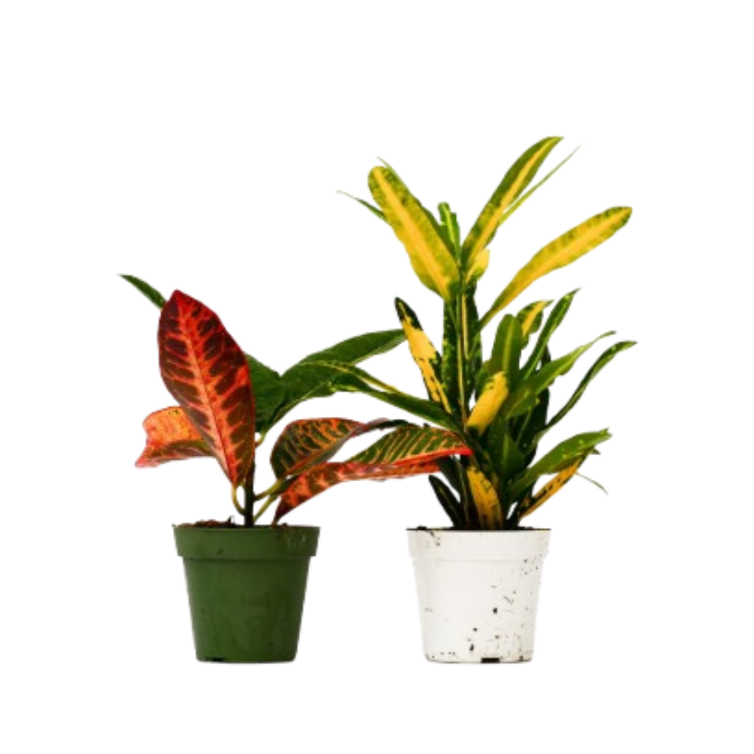 2 Croton Variety Pack - 4” Pots