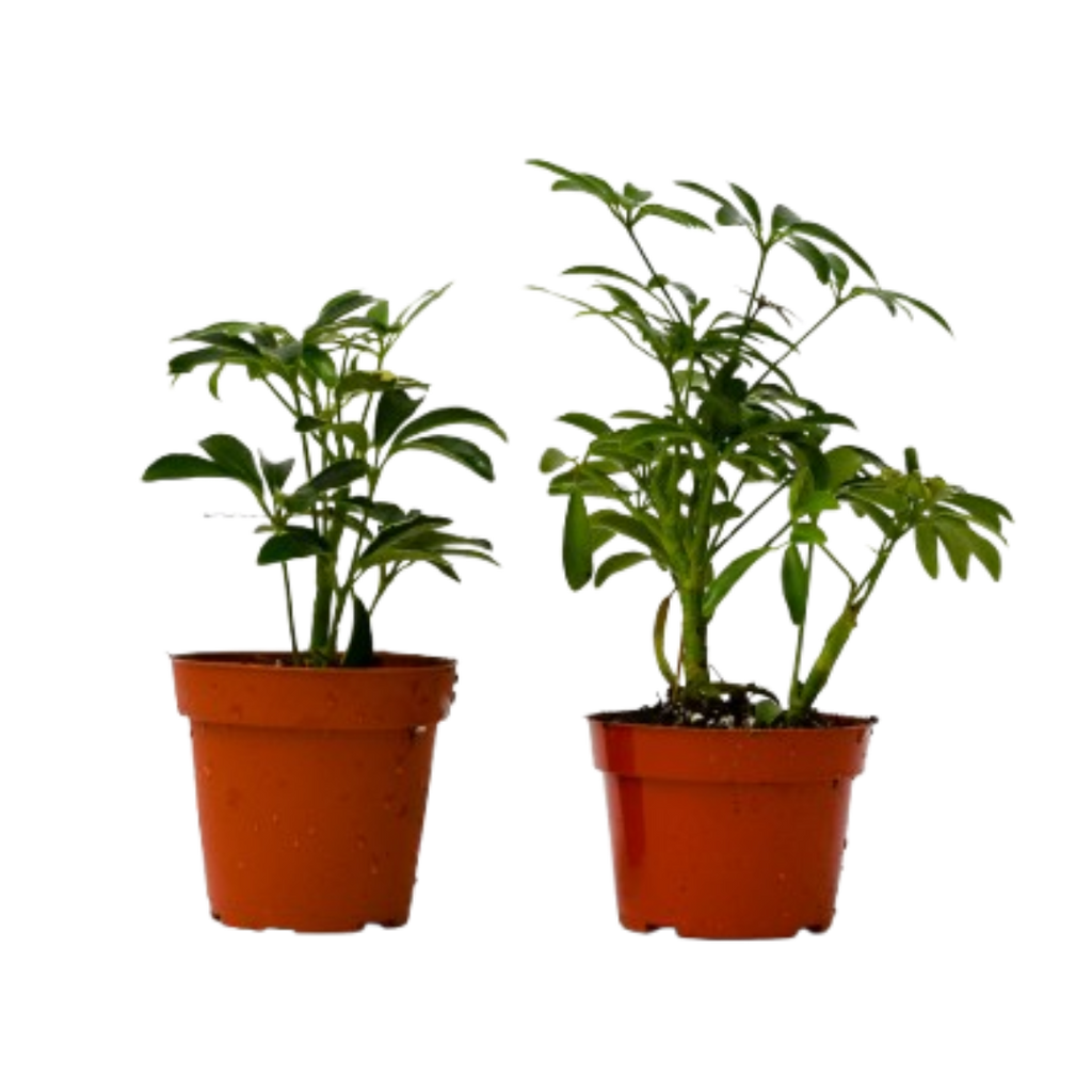 2 Different Schefflera Plants Variety Pack - 4" Pot