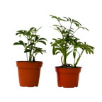 2 Different Schefflera Plants Variety Pack - 4" Pot