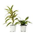 2 Dracaena Variety Pack - 4” Pots