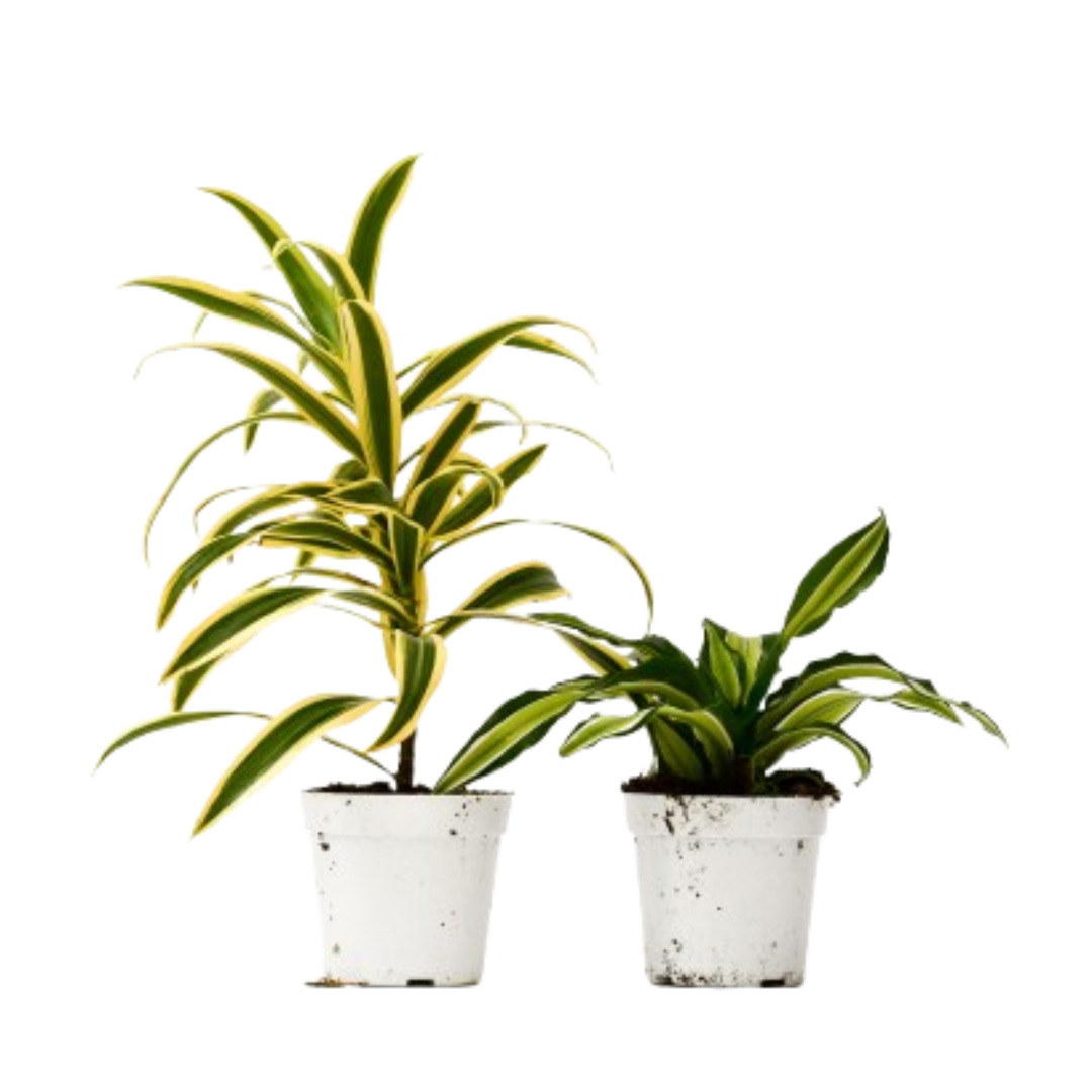 2 Dracaena Variety Pack - 4” Pots