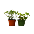2 English Ivy Variety Pack - 4” Pots