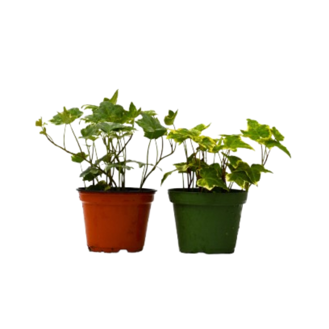 2 English Ivy Variety Pack - 4” Pots